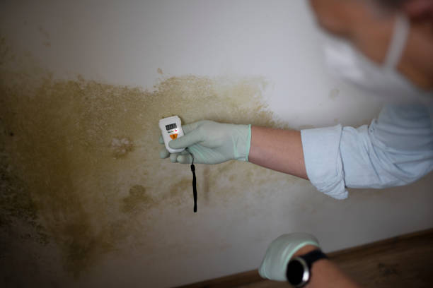 Best Black Mold Removal  in Perry, LA