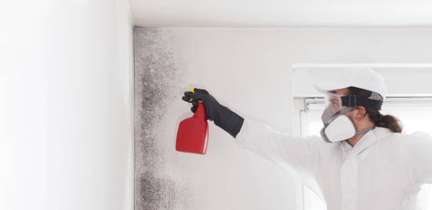 Best Mold Removal Process  in Perry, LA