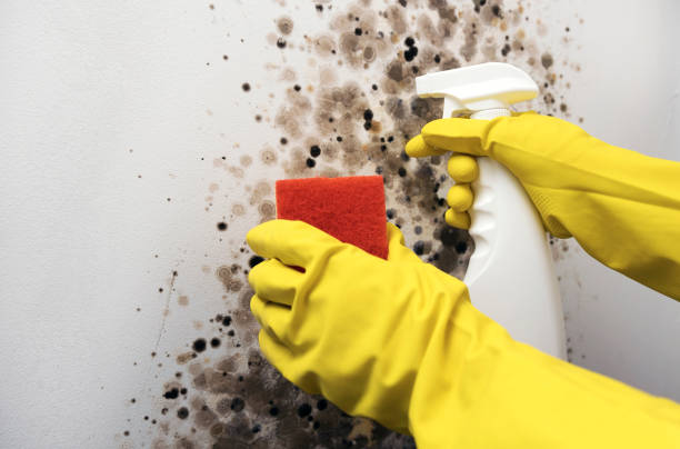 Best Mold Cleaning Services  in Perry, LA